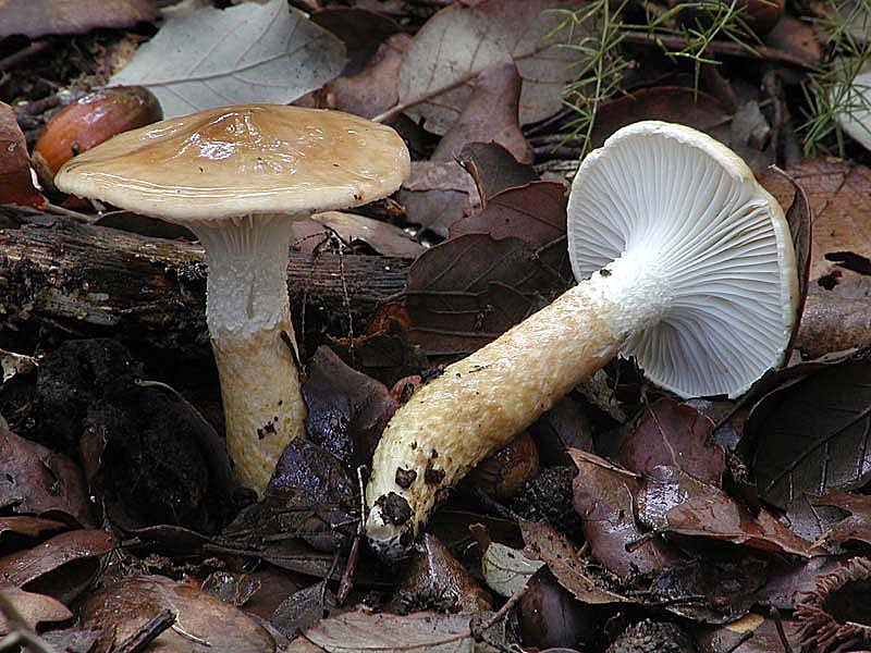 Hygrophorus persoonii (= H. dichrous).